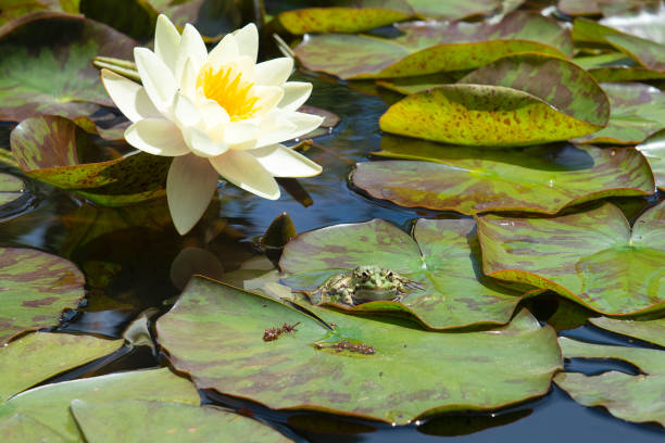 istock White water lily and frog on leave 1151564851