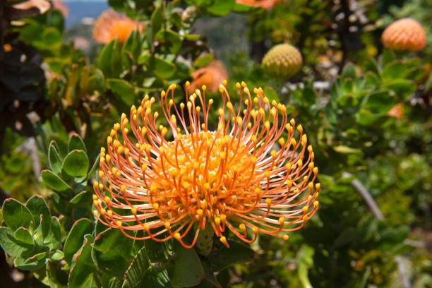 istock Pincushion Protea (Leucospermum) flower in a park 1151564859