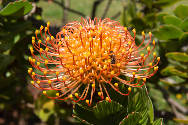 istock Pincushion Protea (Leucospermum) flower and bee in a park 1151564916