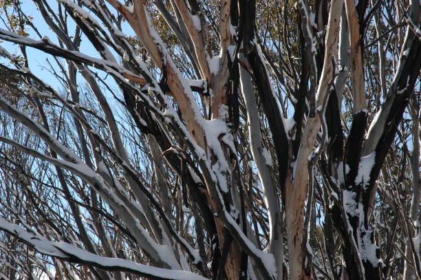 istock A closeup of branches covered in snow, against a blue sky. 1151565173