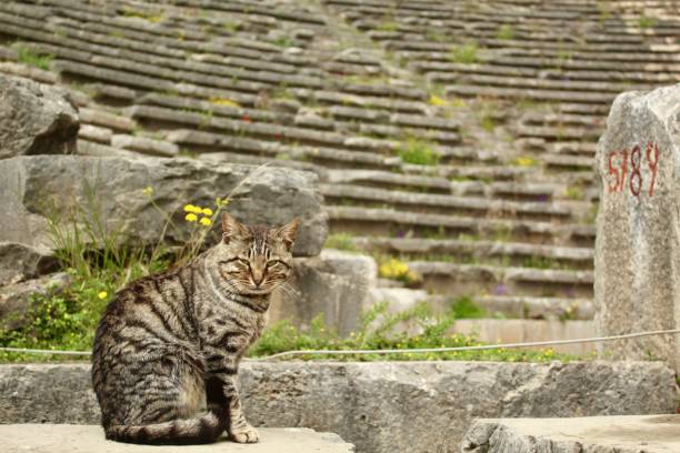 istock Cat at The Temple of Apollo 1151566352