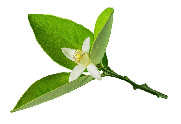 istock Citrus leaf with a flower isolated on white background 1151566398
