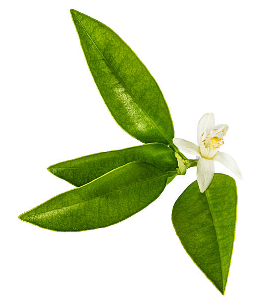 istock Lemon flower isolated on white background with clipping path 1151566440