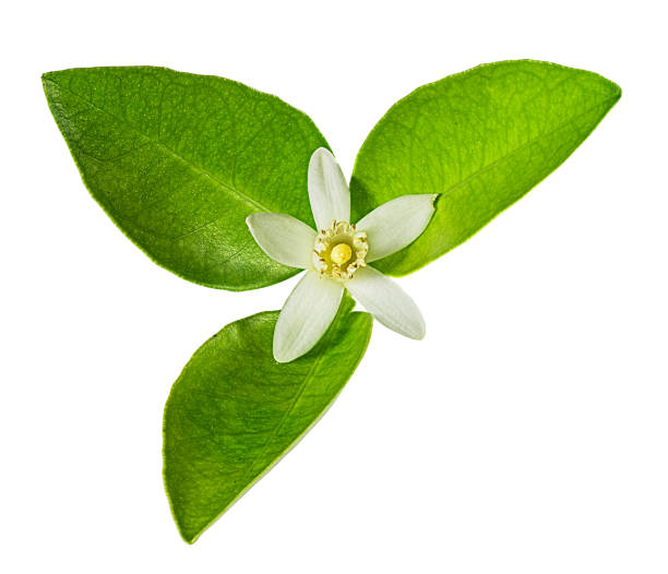 istock Lemon flower isolated on white background with clipping path 1151566683