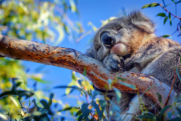 coala (phascolarctos cinereus) - koala bear animals in the wild perching - fotografias e filmes do acervo