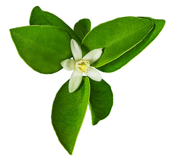 istock Lemon flower isolated on white background with clipping path 1151566721