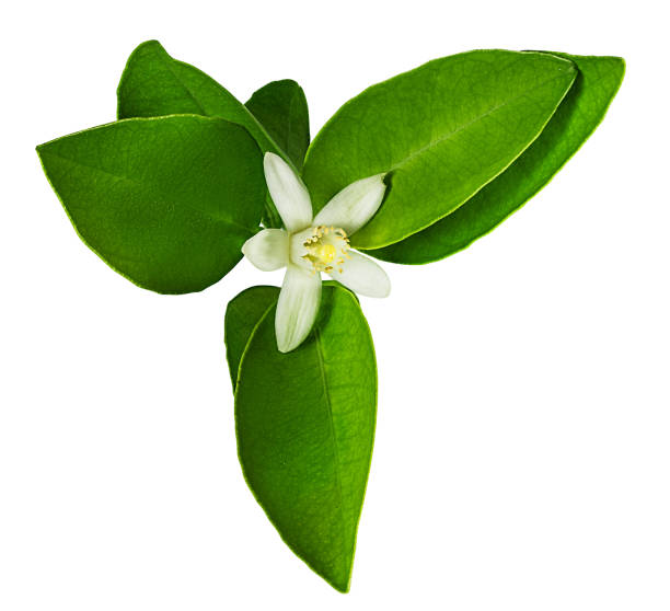 istock Lemon flower isolated on white background with clipping path 1151566748