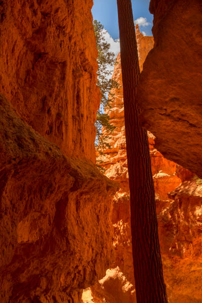 istock landscape navajo loop trail bryce canyon 1151566777