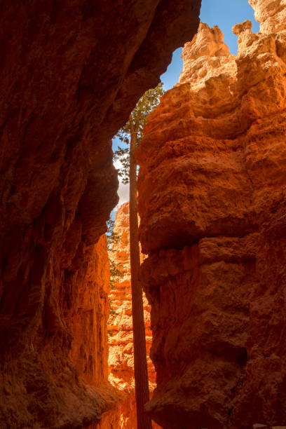 istock landscape navajo loop trail bryce canyon 1151566779