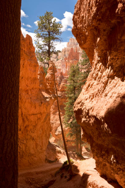 istock landscape navajo loop trail bryce canyon 1151566789