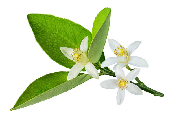 istock Lemon flover isolated on white background with clipping path 1151566800