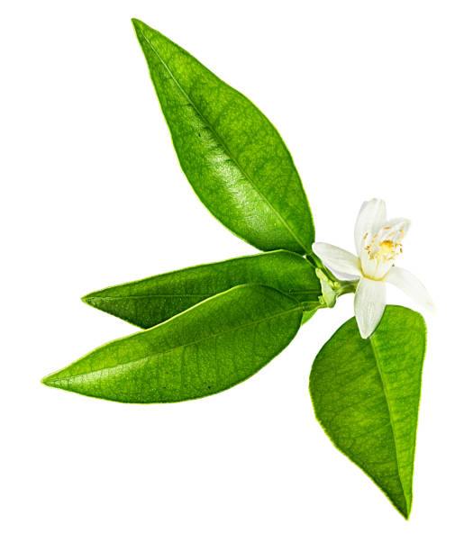 istock Citrus leaf with a flower isolated on white background 1151566853