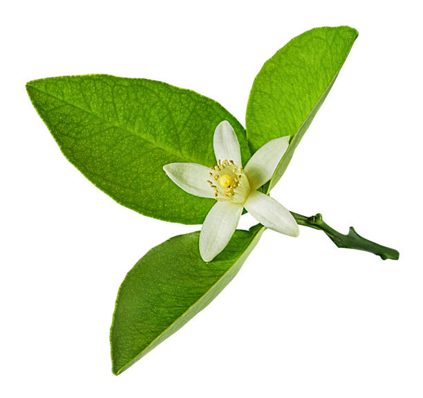 istock Lemon flover isolated on white background with clipping path 1151566906