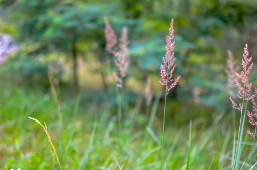Wild grass with spikelets smoothly swinging in wind