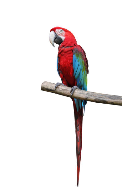 istock parrot saying isolated on white background 1151569840