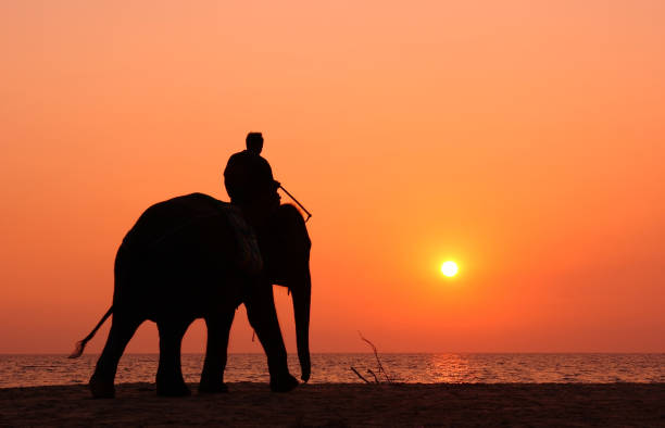 istock Elephant silhouette at sunset on the beach 1151569850