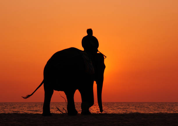 istock Elephant silhouette at sunset on the beach 1151570520