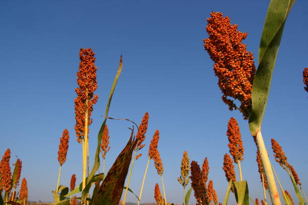 Sorghum crop in field at blue sky background