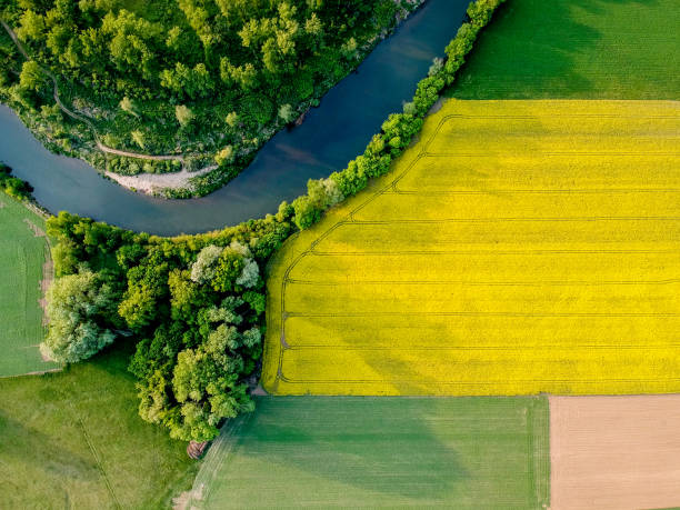 gelbes rapsfeld in der blüte im frühjahr - landscape nature meadow river stock-fotos und bilder