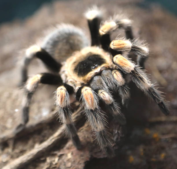 istock giant spider photographed closely in the Amazon rainforest 1151571964