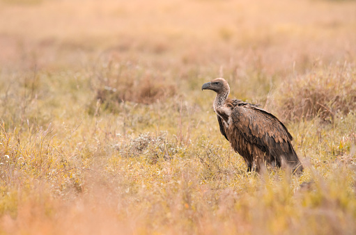 A lone white-backed vulture standing in the grass at the Kruger National Park, a game reserve in South Africa
