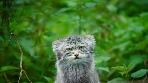 istock A Pallas's cat in forest undergrowth 1151573106