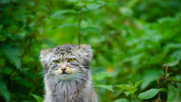 istock A Pallas's cat in forest undergrowth 1151573131