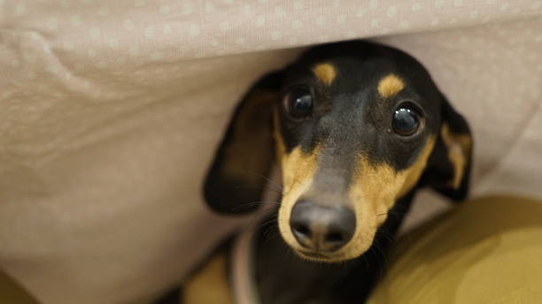 istock Dog puppy 1151573480