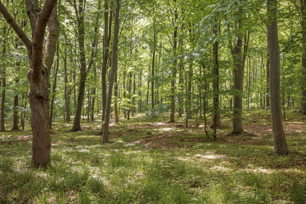 istock Open forest in the early summer 1151574691