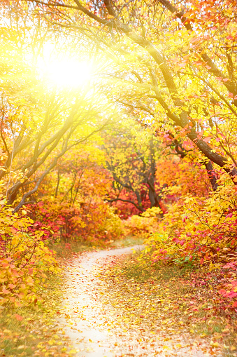 Pathway through the autumn trees. Autumn park with red and yellow leaves on the bushes and trees. Sunny autumn.