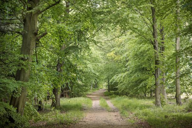 istock Road through  forest in the early summer 1151575541