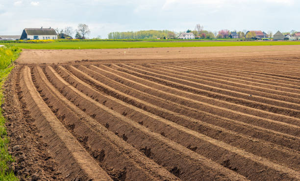 Rural landscape with potato ridges in the foreground