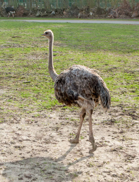 istock Ostrich walking in the spring park along the road 1151577314