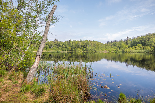 Lake in a forest