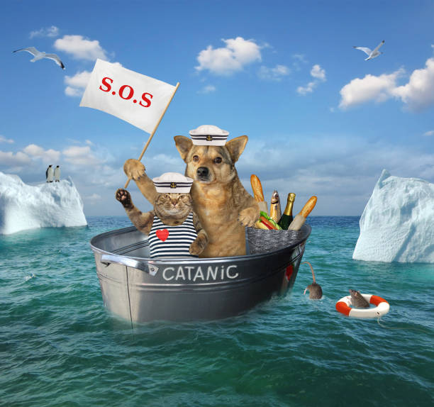 istock Cat and dog drift in a washtub 1151582521