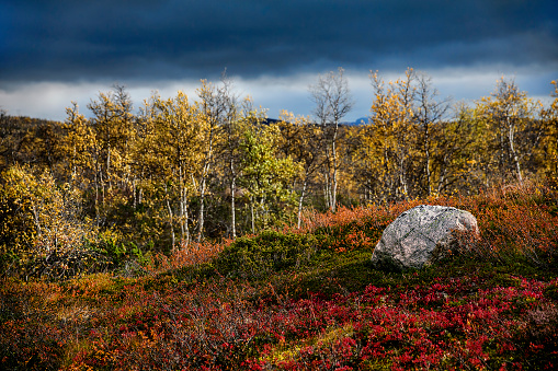 Heather, stone, and autumn colors near Beitostoelen, Norway