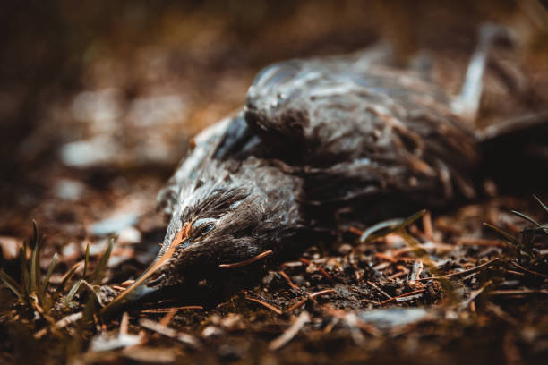 pájaro muerto en la naturaleza - accident animal bird animal body fotografías e imágenes de stock