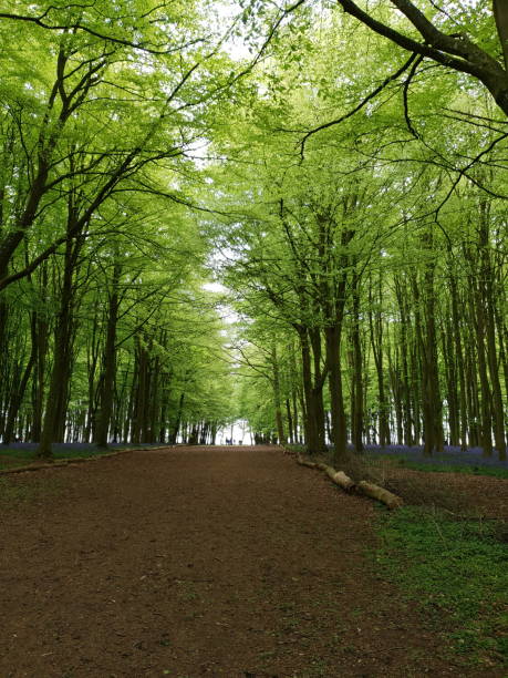 istock Carpet of bluebells 1151587146