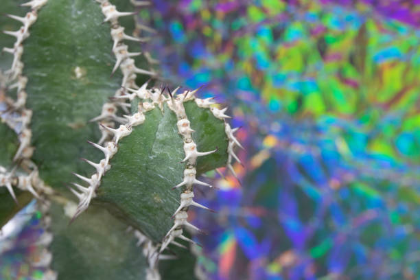 Abstract Cactus Cacti Close Up Thorn Spikes on Multicolour Background Abstract Cactus Cacti Close Up Thorn Spikes on Multicolour Background tin foil barb stock pictures, royalty-free photos & images