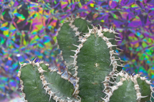 Abstract Cactus Cacti Close Up Thorn Spikes on Multicolour Background Abstract Cactus Cacti Close Up Thorn Spikes on Multicolour Background tin foil barb stock pictures, royalty-free photos & images