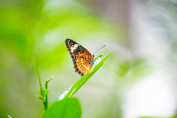 istock An orange winged butterfly on a blade of green grass 1151588975