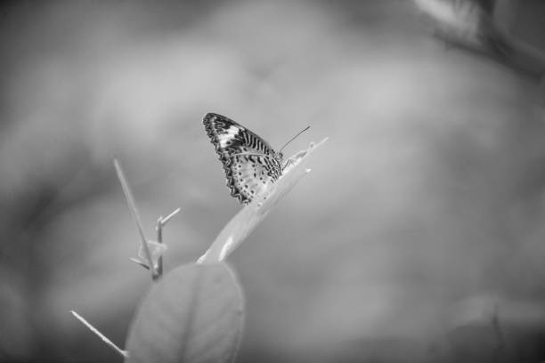 Close up of a butterfly in black and white, on blurry background.