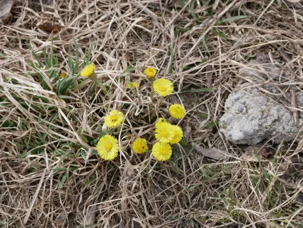 The first mother-and-stepmother flowers in an empty meadow on a Sunny spring day