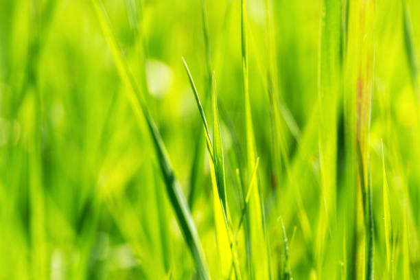 istock Fresh green grass close-up 1151589557