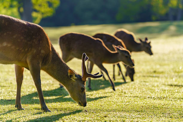 istock Deer in Park, Japan 1151590504
