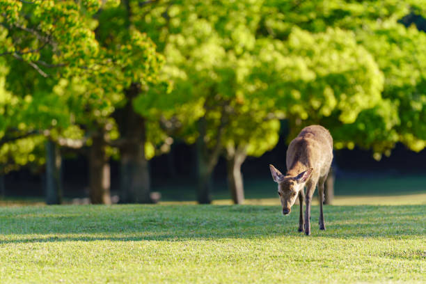 istock Deer in Park, Japan 1151590558