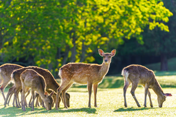 公園で鹿, 日本 - シカ ストックフォトと画像