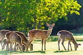 Deer in Park, Japan