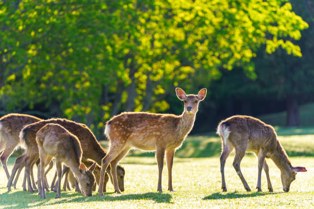 Deer in Park, Japan Deer in Park, Japan nsra stock pictures, royalty-free photos & images