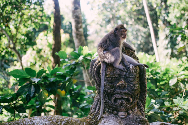 istock Monkey sitting on a stone sculpture near Ubud, Bali, Indonesia 1151590817